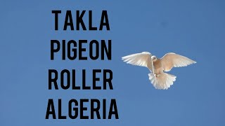 Taklacı Guvercinler in algeria