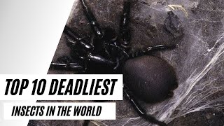Top 10 Deadliest Bugs In The World | INZO |