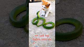 সাপ বনাম বিড়ালের লড়াই, শেষে কি হয় দেখুন - Snake vs Cat fight #snake #cat #shorts