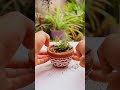 laxmi kamal sempervivum repotting shorts gardening relaxingvideo satisfying repotting plant