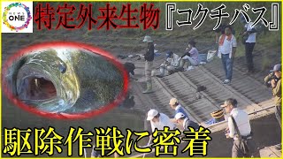 密放流とみられ漁協は「環境テロだ」と憤り…アユ等の生態系脅かす特定外来生物『コクチバス』駆除作戦に密着