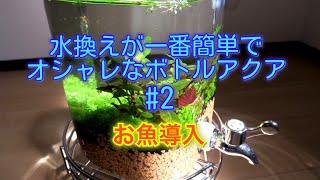 【初心者ボトルアクアリウム】ドリンクサーバーで水換え簡単水槽  #2