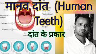 मानव दांत । Human Teeth । दांत के प्रकार । Types of teeth ।