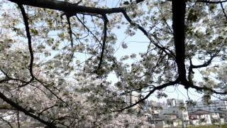 山形【霞城公園満開の桜】