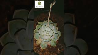 #echeveria #artic #icc #rosette #leaf #succulent #crassulaceae #shorts #viral #viral #youtubeshort