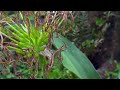 blooming of a giant crinum lily