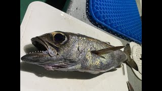 【クロムツ】高級魚クロムツを釣ろう！冬のクロムツフラッシャーサビキ【鴨川・第三新生合同丸】