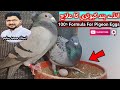 100% Resulted Medication For Female Pigeons Eggs Problem .