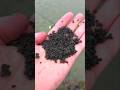 Preparing feeder pellets for fishing/Priprema peleta za method feeder #carpfishing  #shorts #feeder