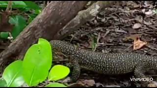 Monitor Lizard (Biawak/Soa-Soa) Penjaga Lagun Wayag Raja Ampat