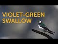 Violet-green Swallow