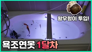 욕조에 왕우렁이를 넣었더니 충격적인 효과가....김물스의 욕조연못이야기(김줄스님 죄송합니다)