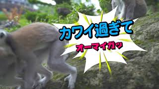 伊豆シャボテン動物公園！思わず体験したくなる☆SUMMER2018