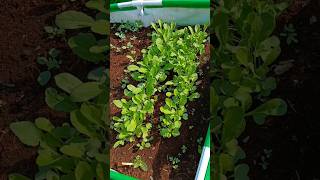 Radish day 25 #youtubeshorts #gardening #Terrace garden l catch life with uzma ll मूली