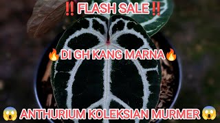 ‼️ FLASH SALE ‼️ 🔥DI GH KANG MARNA🔥 ANTHURIUM KUPING GAJAH KOLEKSIAN HARGA MURRMER😱😱😱