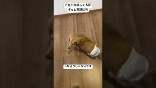 くるくる回るの上手だけど目回りません？　#犬 #いぬ #ミニチュアダックスフンド  #ミニチュアダックス #ご飯  #回転