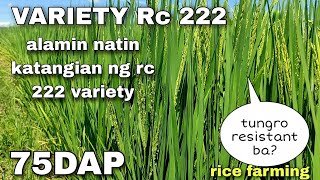 RICE FARMING: Characteristics of Triple Two Variety (RC 222) inbrid