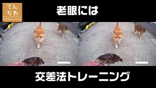 老眼対策に交差法が効く！？ 猫を見ながら視力トレーニング #交差法 #老眼対策