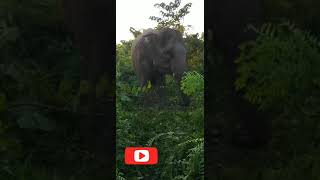 জঙ্গলে হঠাৎ হাতির দেখা।। জংলি হাতি।। #viral videos