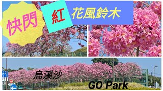 《快閃》紅花風鈴木 烏溪沙 Go Park 馬鞍山 Ma on Shan@BillyLauGuide