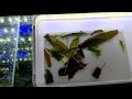 newt development sword tailed newt egg collection and care