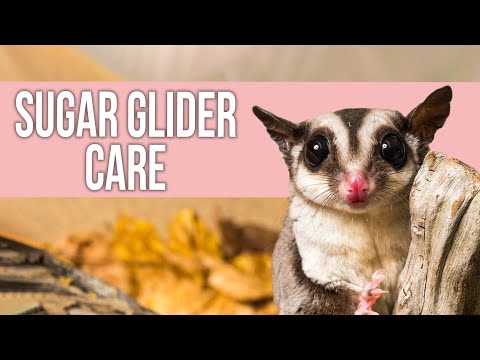 What can I not feed my sugar glider?
