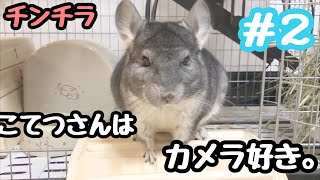 【チンチラ】 今日のこてつ。＃２　 〜こてつはカメラ好き〜