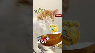 第一次在猫脸上见到如此嫌弃的表情😂 主人试图和猫猫分享螺蛳粉。猫咪：碰这个勺子都臭了我的爪！#cat #猫咪