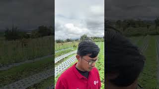 Bawang merah cek kondisi nya #petaniindo #farming #petani #pertanian #petanimoderen