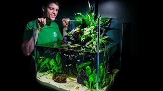 No-Filter Guppy Sanctuary Ecosystem Fish Tank