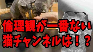 つむチャンネル 倫理ないから猫に虐待行為！？Tsumu Channel: Because there is no ethics, cats can be abusive.