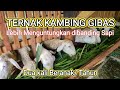 Ternak Kambing Gibas, Lebih Untung dari Sapi, Beranak Dua Kali Setahun #ternak #ternakkambing