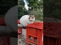 【伏見稲荷】何故そこに座る？wのんびり寝ヌケニン　why is the cat sitting there