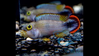 12/9【DC短鯛坊】WF1霸王短鯛 No.F10【DwarfCichlid】