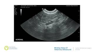 Mindray Vetus E7 Veterinary Ultrasound | Lymph \u0026 Adrenal Images \u0026 Clips