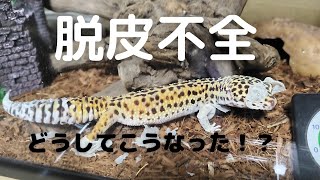 【脱皮不全防止】レオパ飼育日記＃４