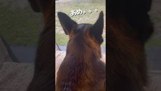 【雨だと悲しいシェパード】 #germanshepherd #シェパード #ジャーマンシェパード #犬動画 #大型犬 #shorts