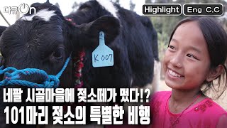 [다큐온 Eng c.c] 비행기로 여덟 시간, 화물차로 열 시간. 한국에서 101마리 젖소가 네팔에 가는 이유는? (KBS 20230127 방송)