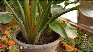 【小花匠】鶴望蘭做對這一步，植物長得快，葉片又大又綠