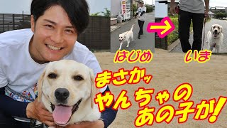 【問題行動ナシ】愛犬のしつけは良い習慣作りから！問題行動のない生活を始めよう【ラブラドルレトリバー】