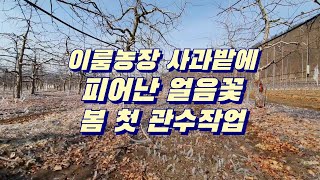 이룸농장 - 봄 관수 작업. 지금 과수원 관수해야할때!!!