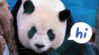 圓仔打點心有用腦，總是目測很久才揮掌|熊貓貓熊The Giant Panda Yuan Yuan and Yuan Bao|台北市立動物園