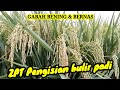 Cara pengisian bulir padi supaya maksimal | Gibgro 10sp | Gibgro 20sp