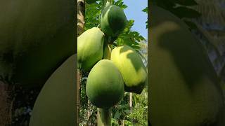 অল্প খরচে।। #গ্রামের #nature #food