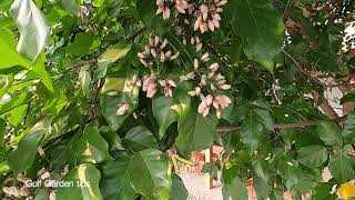 ต้นหยีน้ำ หยีทะเล (Pongamia Pinnata)  : Golf Garden tips