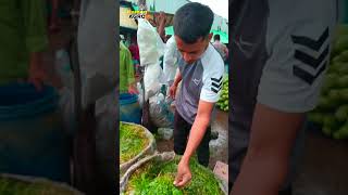 ধনিয়া পাতা নাকি ২০০ টাকা কেজি #shortvideo #বাজার #বাজার_গরম #vegetablesmarket #reels #পাইকারিবাজার