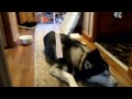 siberian husky hot wheels stunt ramp fail