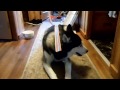 siberian husky hot wheels stunt ramp fail