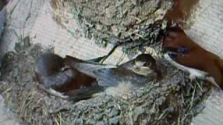 Springwatch 2010 Swallows (5)