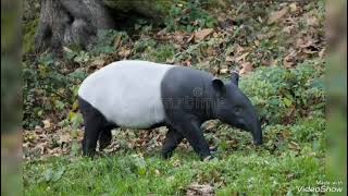 (Especial aula sobre animais selvagens e exóticos) apresentando alguns dos animais da selva tropical